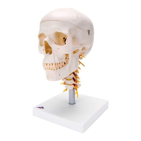 Fabrication Enterprises 3B Anatomical Model - Classic Skull, 4-Part, on Cervical Spine 968594